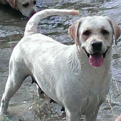 Spirit_Oaks_Perfect_Bliss_Gracie_Yellow_Labrador_Retriever_Big